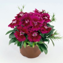 img-1: Гвоздика Чиба Парпл [500 шт] - ООО «Семена Тут»