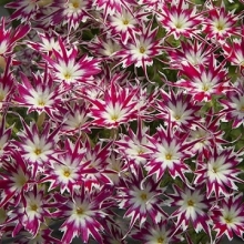 Флокс Попстарс Роуз виз Ай [100 шт] - ООО «Семена Тут»