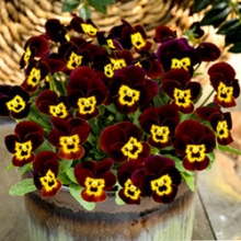 Виола рогатая Эдмаер Руби Голд [1000 шт] - ООО «Семена Тут»