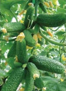 img-1: Огурец Трилоджи F1 - ООО «Семена Тут»