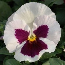 Виола крупноцветковая Матрикс Вайт Блотч [1000 шт] - ООО «Семена Тут»