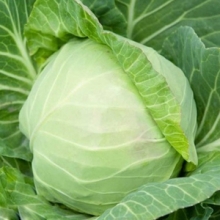 Капуста белокочанная Княгиня F1 (инкруст.семена) - ООО «Семена Тут»