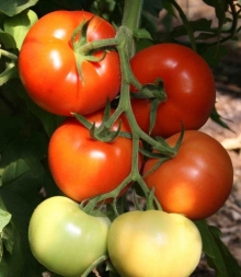 Томат Берберана F1 - ООО «Семена Тут»