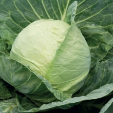 Капуста белокочанная Килагрег F1 - ООО «Семена Тут»