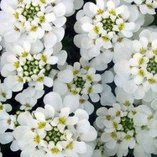 Иберис вечнозеленый Тахо [1000 шт] - ООО «Семена Тут»