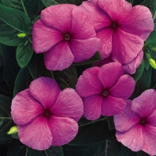 Катарантус Пацифика Лилак [100 шт] - ООО «Семена Тут»