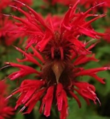 Монарда двойчатая  Панорама Ред [250 шт] - ООО «Семена Тут»