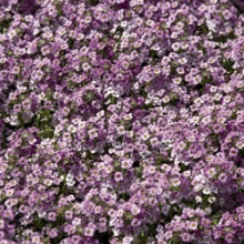 Алиссум Вондерленд Блю [1000 драже] - ООО «Семена Тут»