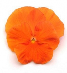 Виола крупноцветковая Матрикс Оранж [1000 шт] - ООО «Семена Тут»