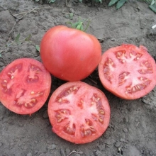 Томат Тарпан F1 - ООО «Семена Тут»