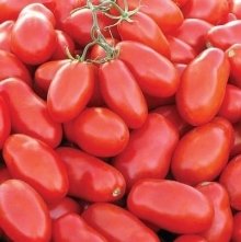 Томат Тейлор F1 - ООО «Семена Тут»