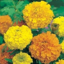 Бархатцы прямостоячие Максимикс - ООО «Семена Тут»