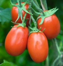 Томат Торквей F1 - ООО «Семена Тут»