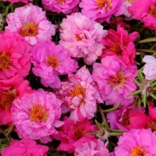 Портулак Хэппи Трилс Пинк [1000 драже] - ООО «Семена Тут»