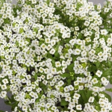 Алиссум Вондерленд Вайт [1000 драже] - ООО «Семена Тут»