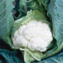 Капуста цветная Тетрис F1 - ООО «Семена Тут»