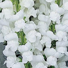 Львиный зев Мэриленд (группа 1,2) Вайт [1000 шт] - ООО «Семена Тут»