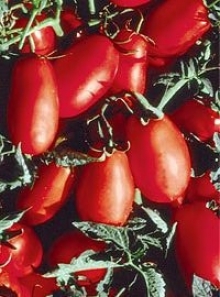 img-1: Томат Эрколь F1 - ООО «Семена Тут»