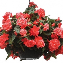 Бегония клубневая Он Топ Мелон Лэйс [1000 драже] - ООО «Семена Тут»