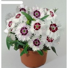 Гвоздика Диана Лавинг Вайт [100 шт] - ООО «Семена Тут»