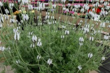 img-1: Лаванда Торч F1 Минти айс [500 шт] - ООО «Семена Тут»