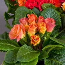 Примула махровая Розанна Эприкот Шейдес [100 шт] - ООО «Семена Тут»