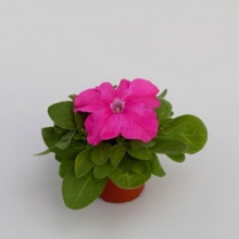 Петуния грандифлора Эспрессо Грандэ Пинк [100 драже] - ООО «Семена Тут»