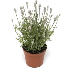 Лаванда Вайт Сцент Компакт [100 шт] - ООО «Семена Тут»