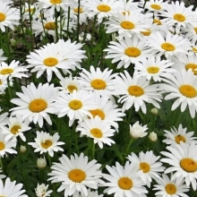 Хризантема наибольшая Сноу Леди [1000 шт] - ООО «Семена Тут»