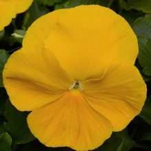 Виола крупноцветковая Матрикс Еллоу [1000 шт] - ООО «Семена Тут»