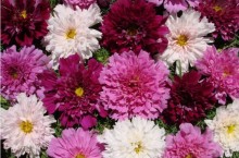 img-1: Космея Махровая кнопка [5 гр] - ООО «Семена Тут»