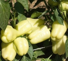 Перец Халиф F1 - ООО «Семена Тут»