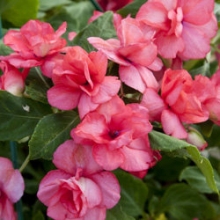 Бальзамин махровый Афина Корал Пинк [250 шт] - ООО «Семена Тут»