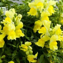 Львиный зев ампельный Кенди Шауэрс Еллоу  [1000 м/драже] - ООО «Семена Тут»