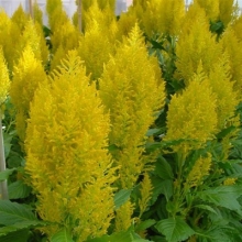 Целозия перистая Сандэй Еллоу [250 шт] - ООО «Семена Тут»