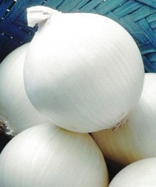 Лук репчатый Стерлинг F1 - ООО «Семена Тут»