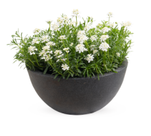 img-1: Иберис вечнозеленый Сноу Флурис [1000 шт] - ООО «Семена Тут»