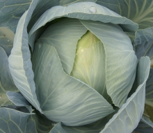 Капуста белокочанная Фундакси F1 - ООО «Семена Тут»