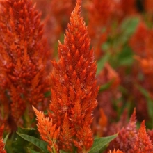 Целозия перистая Сандэй Оранж [100 драже] - ООО «Семена Тут»