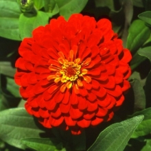 Цинния Мастер Скарлет [100 шт] - ООО «Семена Тут»