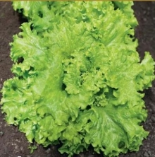 Салат Русич - ООО «Семена Тут»