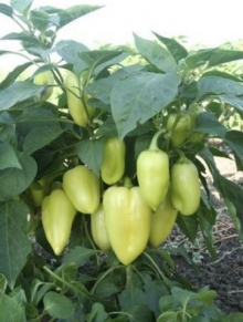 Перец Эривань - ООО «Семена Тут»