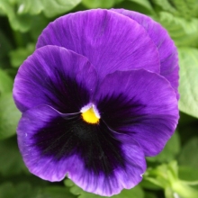Виола крупноцветковая Пауэр Блю виз Блотч [1000 шт] - ООО «Семена Тут»