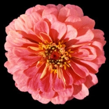 Цинния Мастер Пинк [1000 шт] - ООО «Семена Тут»