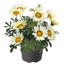 Газания Зени F1 Вайт [100 шт] - ООО «Семена Тут»