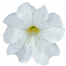 Петуния грандифлора Игл Вайт [5000 драже] - ООО «Семена Тут»