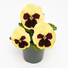 Виола крупноцветковая Инспайер Плюс Лемон Блотч [1000 шт] - ООО «Семена Тут»