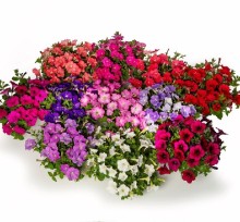 Петуния миллифлора Флэш Форвард Микс [1000 драже] - ООО «Семена Тут»