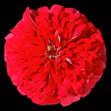 Цинния Мастер Черри Роуз [250 шт] - ООО «Семена Тут»