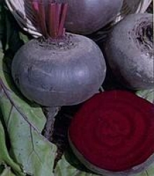 Свекла Бордо 237 (фракция 3,0-4,0 мм) - ООО «Семена Тут»